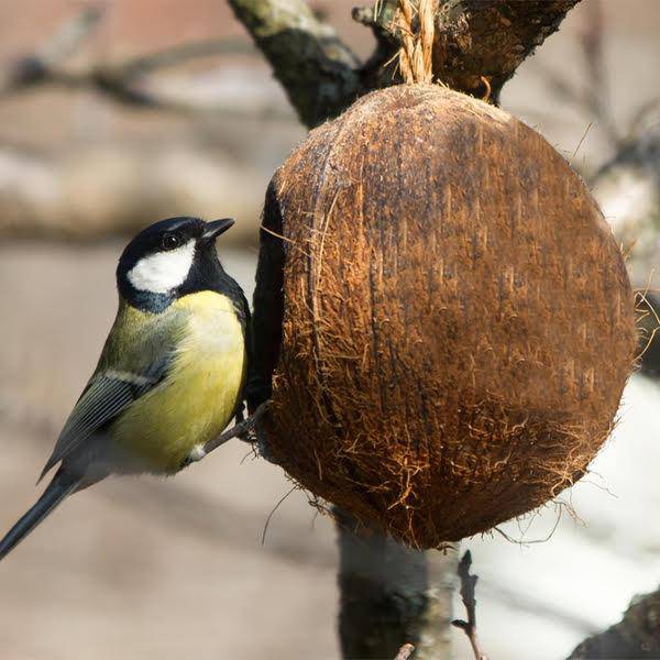 Buy Bird Feeder | Coconut Shell Bird House with Hanging Rope | Shop Verified Sustainable Bird Feeder on Brown Living™