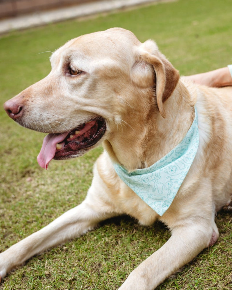 Buy Cat-dog Bandana for Pets | Shop Verified Sustainable Pet Accessories on Brown Living™