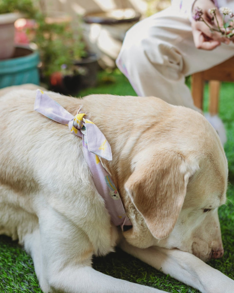 Buy In the Sky Bandana for Pets | Shop Verified Sustainable Pet Accessories on Brown Living™