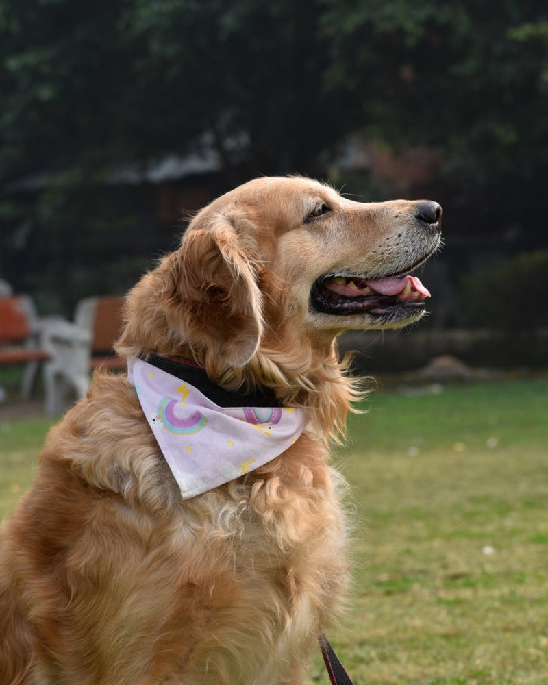 Buy In the Sky Bandana for Pets | Shop Verified Sustainable Pet Accessories on Brown Living™