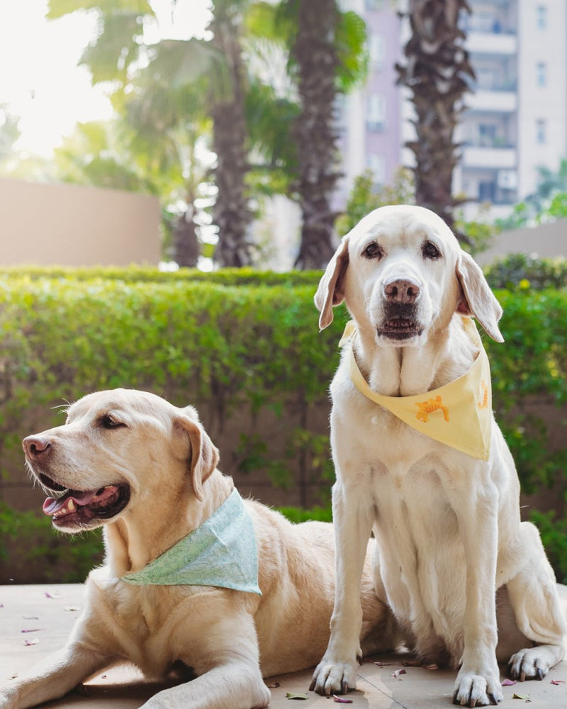 Buy Kitty Kat Bandana for Pets | Shop Verified Sustainable Pet Accessories on Brown Living™