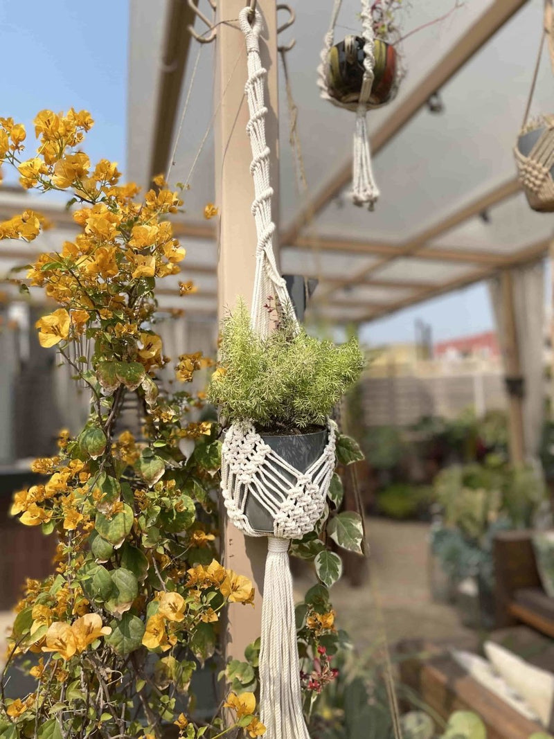 Buy Macrame Plant Hanger Diamond Mesh | Shop Verified Sustainable Pots & Planters on Brown Living™